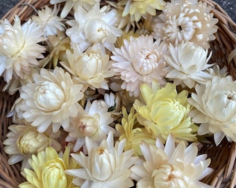 Dried Strawflower heads, white, cream, medium size, florist supplies, table decoration, wedding decor