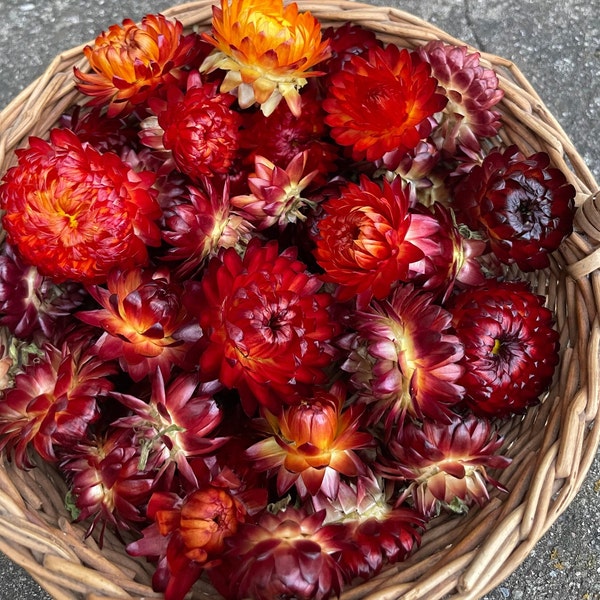 Dried Strawflower heads, dark orange, dry flowers, florist supplies, easter table decor, confetti