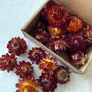 Dunkelorange Strohblumen-Köpfe für kreatives Basteln, DIY-Projekte, Hochzeitsdeko