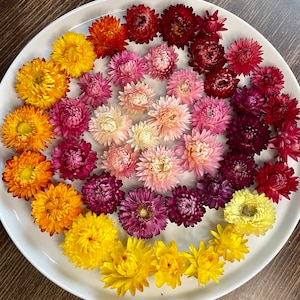 Strohblumenköpfe, bunte Mischung für Tischdekoration und Konfetti