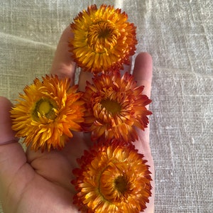 Große getrocknete Strohblumenköpfe - Erhöhen Sie Ihr Event-Dekor