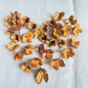 Op de afbeelding: Een hartvormige compositie van gedroogde zaaddozen, in bruine en beige tinten, op een witte stof. De stekelige, getextureerde zaaddozen suggereren een natuurlijk, rustiek thema, ideaal voor decoratie.