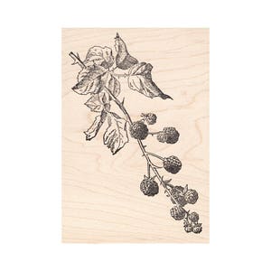 Blackberry Vine 1219M Beeswax Rubber Stamps Unmmounted, Cling, Mounted Stamp Scenic, Landscape Stamping