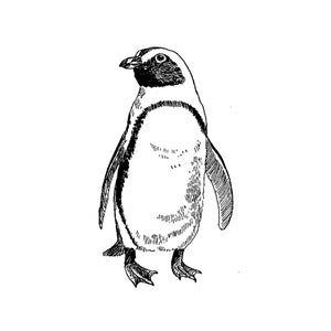 Penguin 1664E Bird Rubber Stamp, Animal, Science, Nature, Animal Stamping