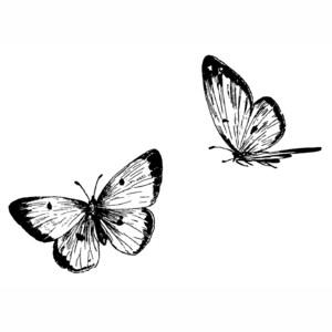 Common Sulphur Butterflies 1608H Butterfly Rubber Stamp, Insect, Animal, Wildlife, Nature Stamping