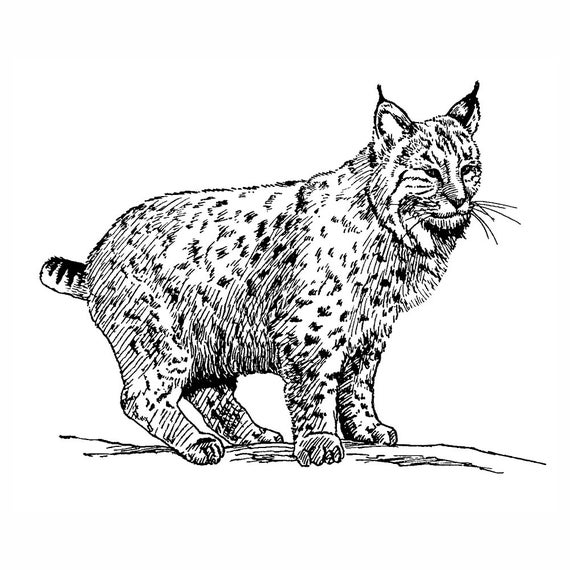 Buy Bobcat 1747J Rubber Stamp, Scenic, Animal, Nature Stamping