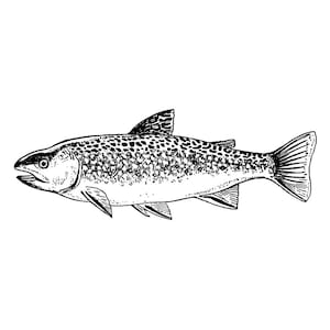May include: A black and white line drawing of a trout fish with spots. The fish is facing left and has a slightly open mouth.