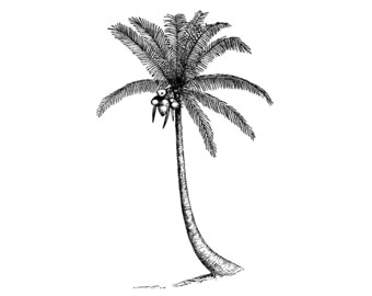 May include: Black and white line drawing of a palm tree with coconuts.