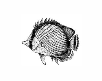 May include: Black and white line drawing of a butterfly fish with a detailed pattern on its body.