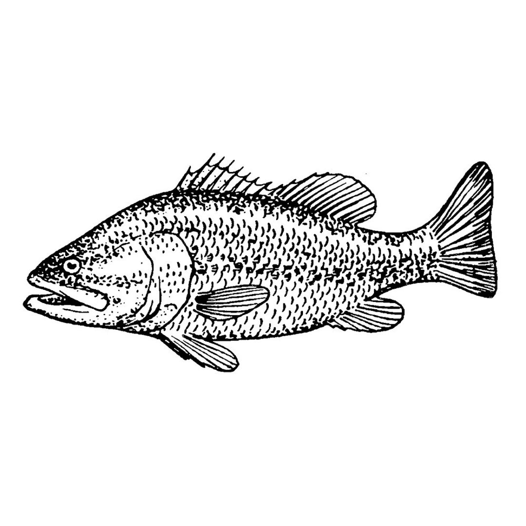 Large Mouth Bass 1764F Fish Rubber Stamp, Scenic, Landscape Stamping - Etsy