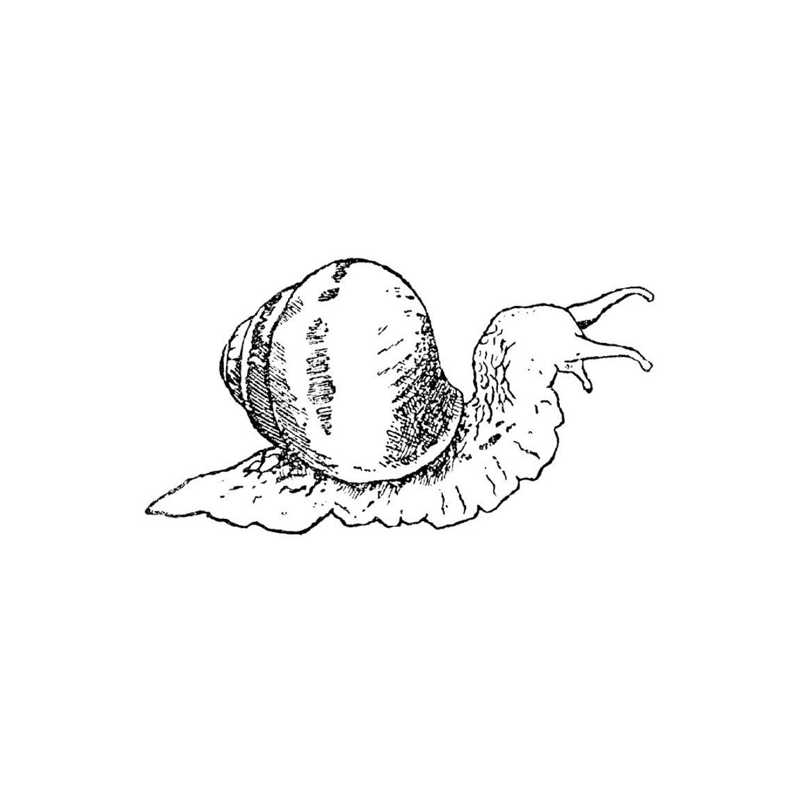 Curious Snail 1251H Beeswax Rubber Stamps Unmounted, Cling, Mounted ...