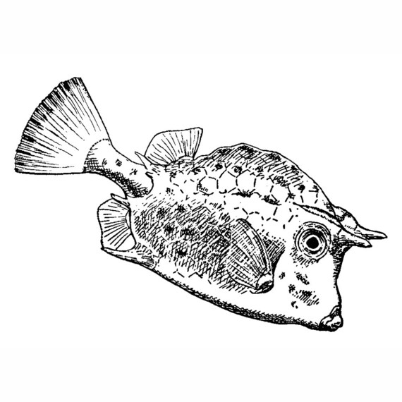 Curious Longhorned Cowfish 1622F Beeswax Rubber Stamps Unmounted, Cling, Mounted Stamp Scenic, Nature, Underwater Stamping