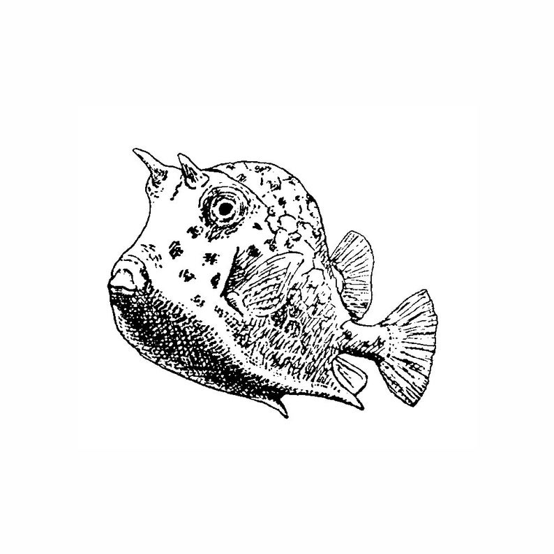 May include: Black and white illustration of a longhorn cowfish. The fish has a boxy body, a horn-like protrusion above each eye, and a fan-shaped tail. The fish is detailed with shading and texture.