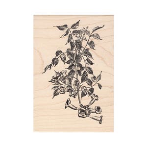 Trumpet Vine 1333M Beeswax Rubber Stamps Flower Unmounted, Cling, Mounted Stamp Scenic, Landscape Stamping