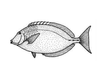 May include: A detailed black and white illustration of a fish. The fish has a pointed snout, a small fin on its underside, and a large, fan-shaped tail. The body is covered in small dots.