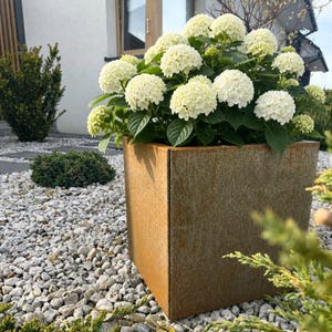 May include: A square, weathered metal planter with a rusted, orange-brown patina containing a large, lush hydrangea plant with numerous round clusters of white flowers and deep green leaves, positioned outdoors on a bed of light gray gravel.