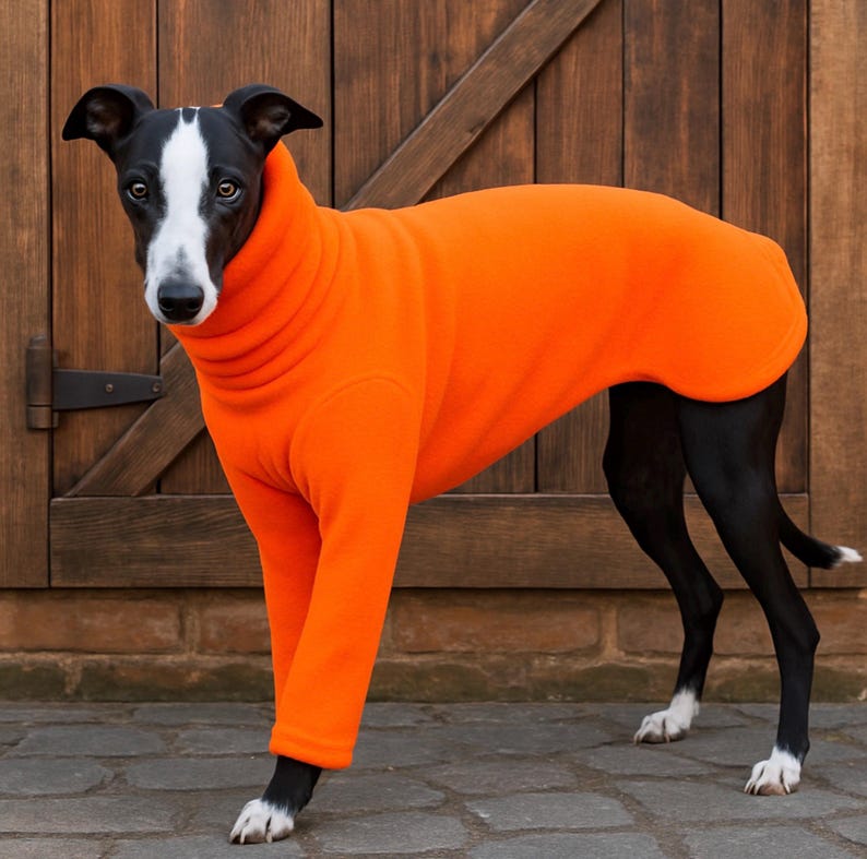 May include: A black and white dog wearing a bright orange fleece dog coat. The dog is standing on a brick and stone surface in front of a wooden door. The coat covers the dog's body and legs.