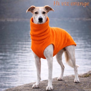 May include: A dog wearing a bright orange turtleneck sweater stands on a rock near a body of water. The text "Hi viz orange" is written in orange script above the dog.