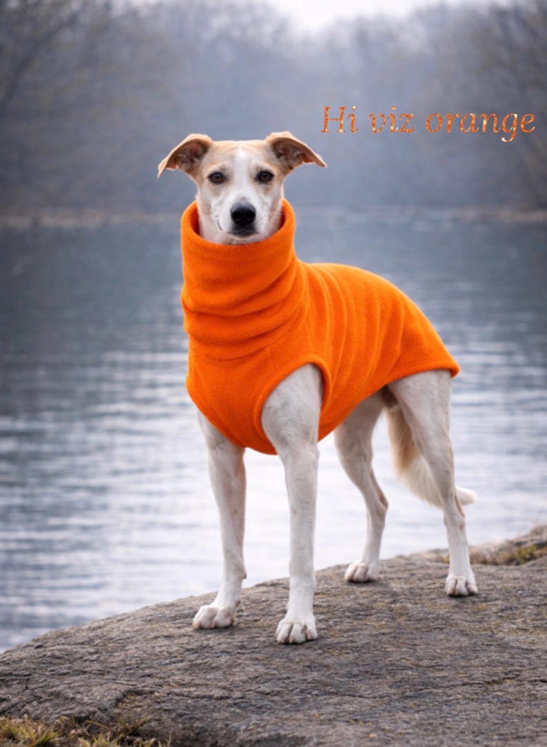 May include: A dog wearing a bright orange turtleneck sweater stands on a rock near a body of water. The text "Hi viz orange" is written in orange script above the dog.