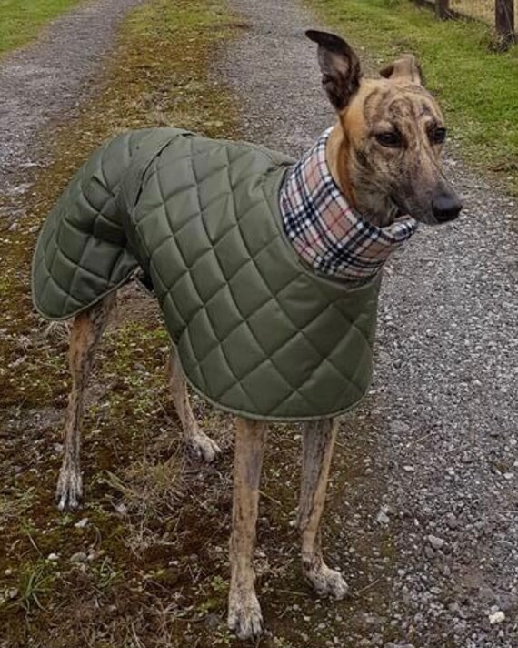saluki coat