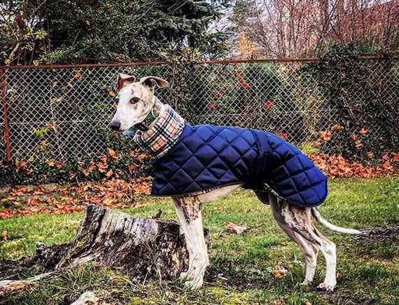 whippet fleece