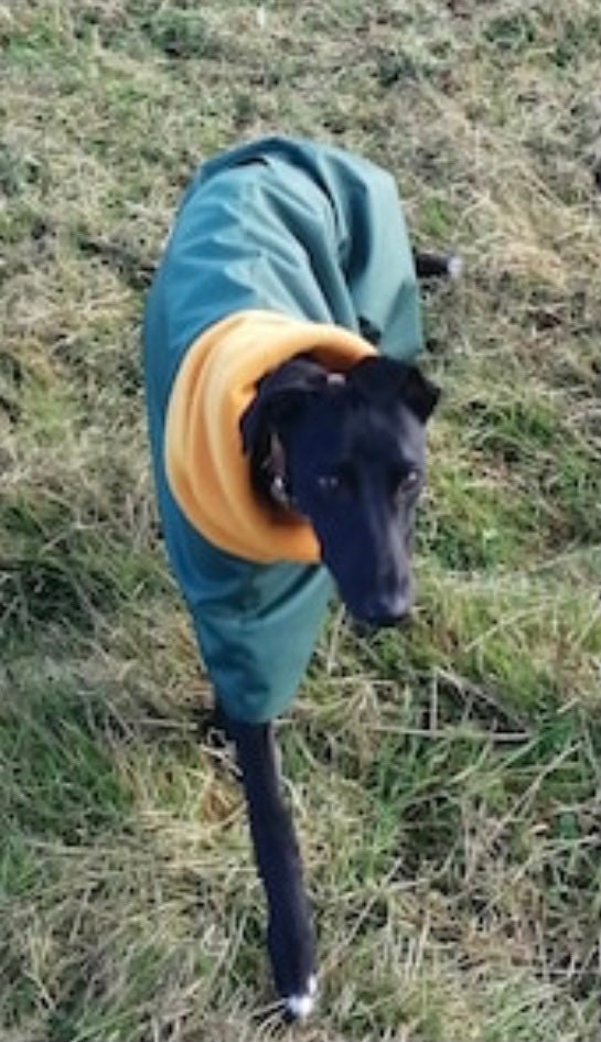 Greyhound Winter Jackets Whippet Coat Waterproof Dog Jacket Limited Edition Racing Green And Gold Fleece Greyhound Winter Jackets Whippet Coat, Dog Fleece Winter Coats