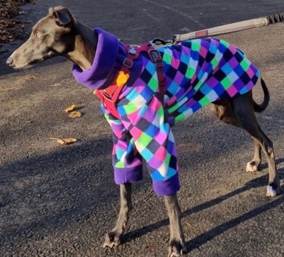 Greyhound Whippet sighthound Coat with underbelly protection customs made