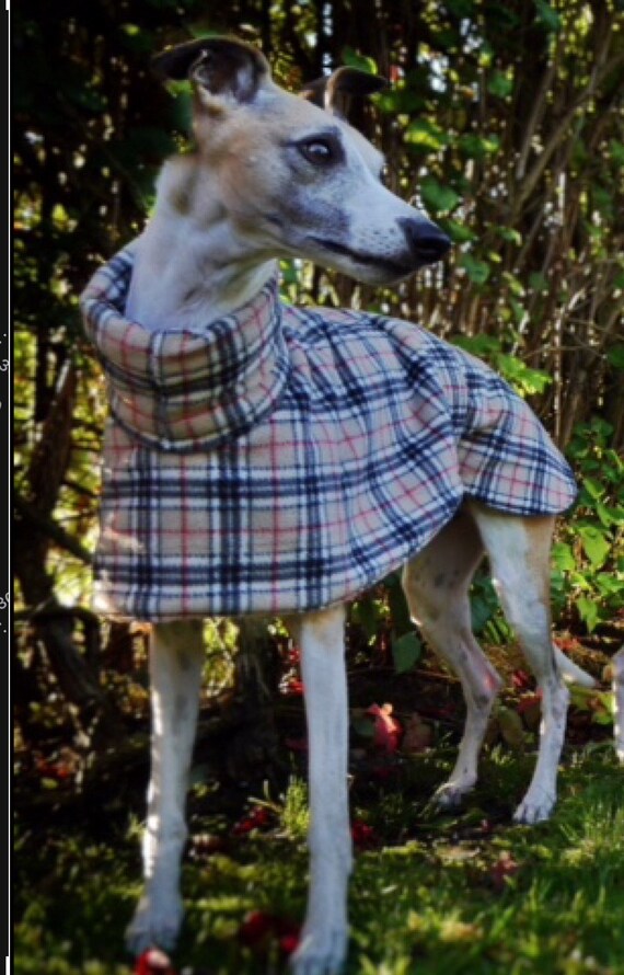dandy whippet coats