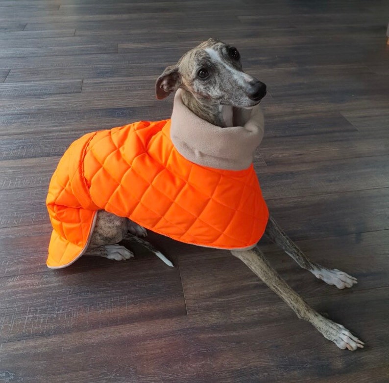 greyhound accessories