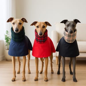 Waterproof whippet coats - sighthound rain jacket for greyhounds and Italian greyhound.