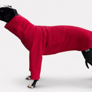 May include: A red dog sweater on a greyhound. The sweater is a solid, vibrant red color and covers the dog's body, with sleeves for the front legs and a high collar. The dog has a black and white head and black legs.