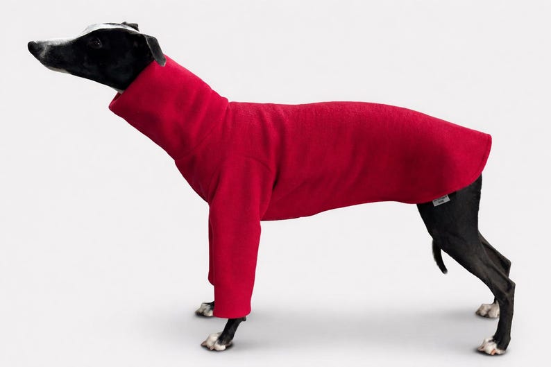 May include: A red dog sweater on a greyhound. The sweater is a solid, vibrant red color and covers the dog's body, with sleeves for the front legs and a high collar. The dog has a black and white head and black legs.