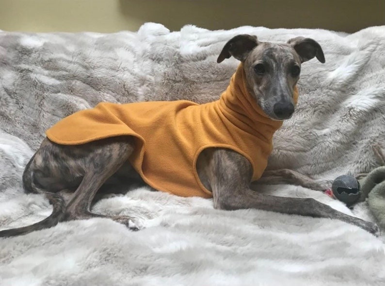 May include: A brindle-coated dog wearing an orange fleece dog sweater, lying on a fluffy, light gray blanket. The dog is a whippet or similar breed, with a slender build and alert expression. A small toy is visible.