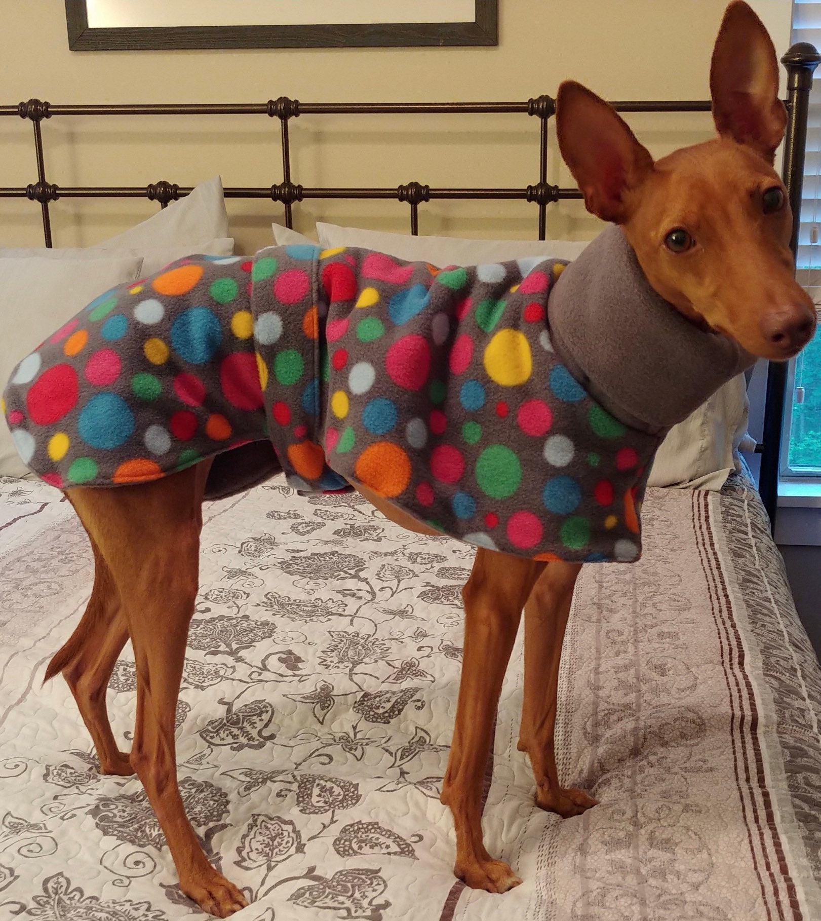 designer whippet coats