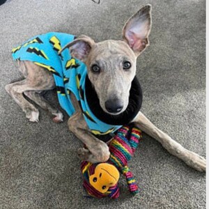 whippet fleece jumper