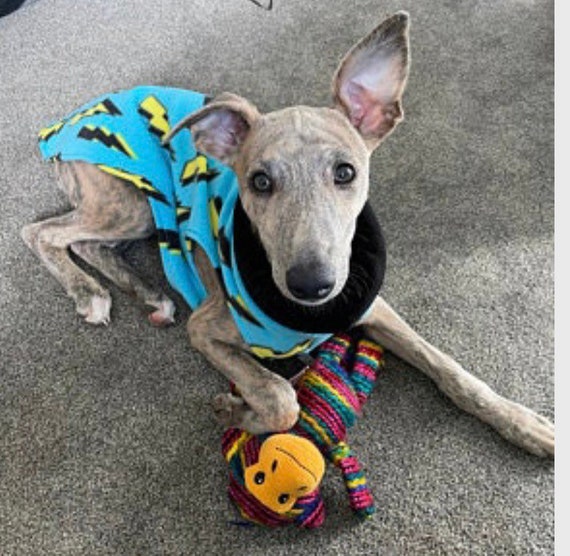 whippet fleece jumpers