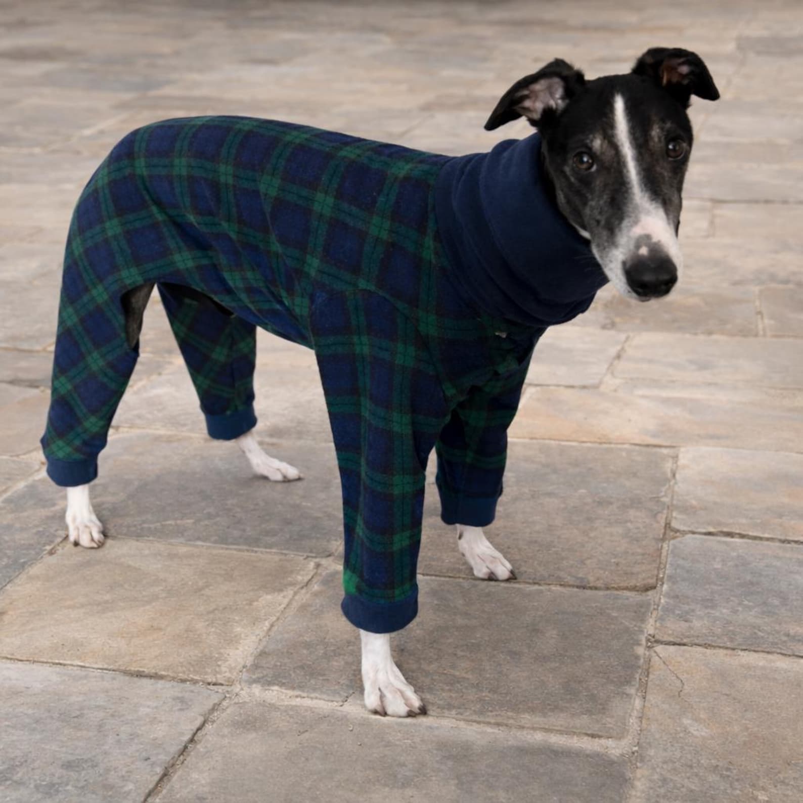 Whippet & Greyhound Fleece Pyjamas – 4 Leg Pyjama for Whippet Dogs - Etsy