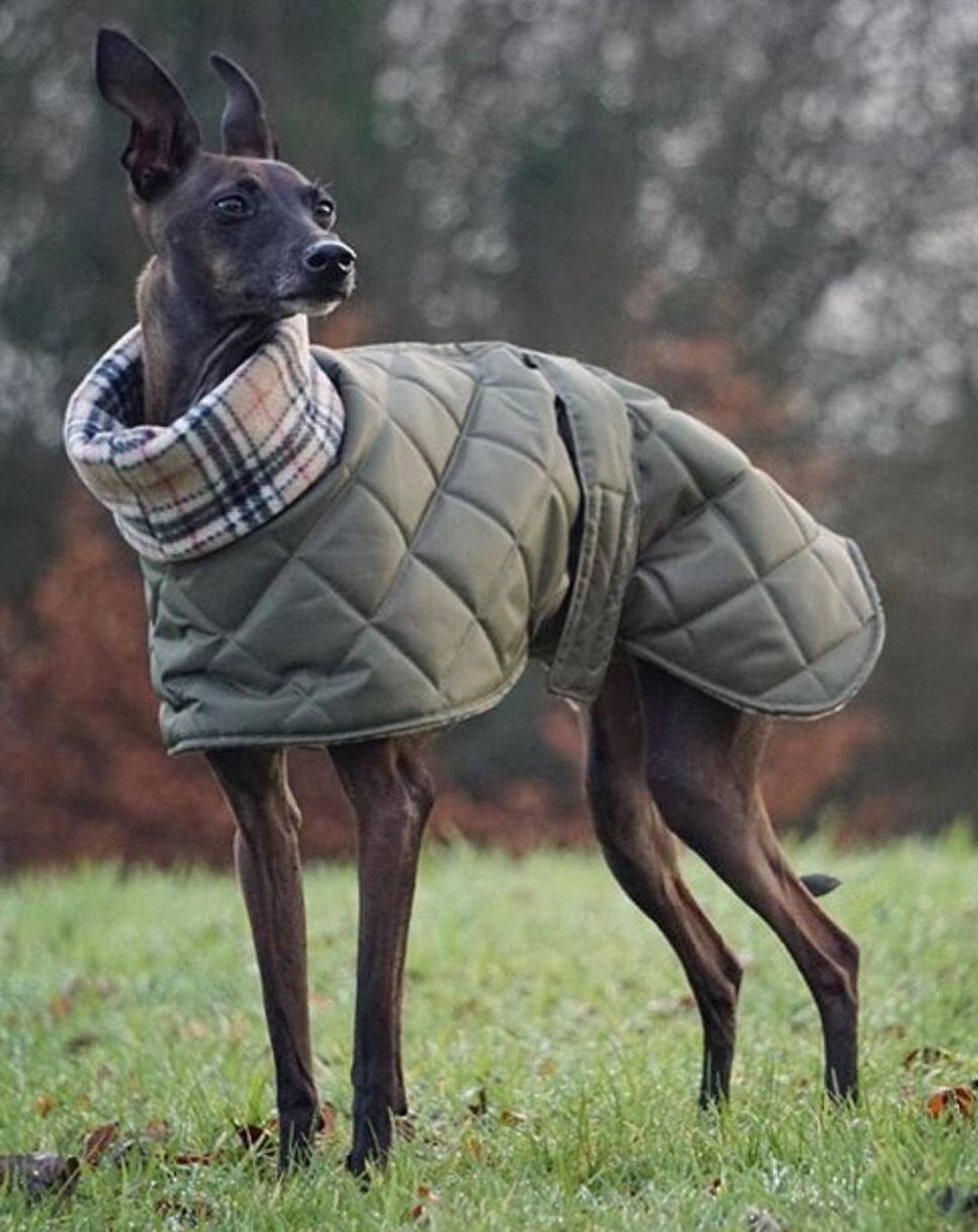 Waterproof Italian Greyhound Coat Whippet Puppy Coat. Etsy