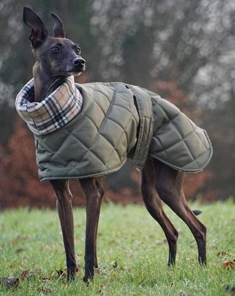 Italian greyhound quilted waterproof winter coats,Cirneco dell'Etna coats,whippet pup coats,dog coats custom made image 2