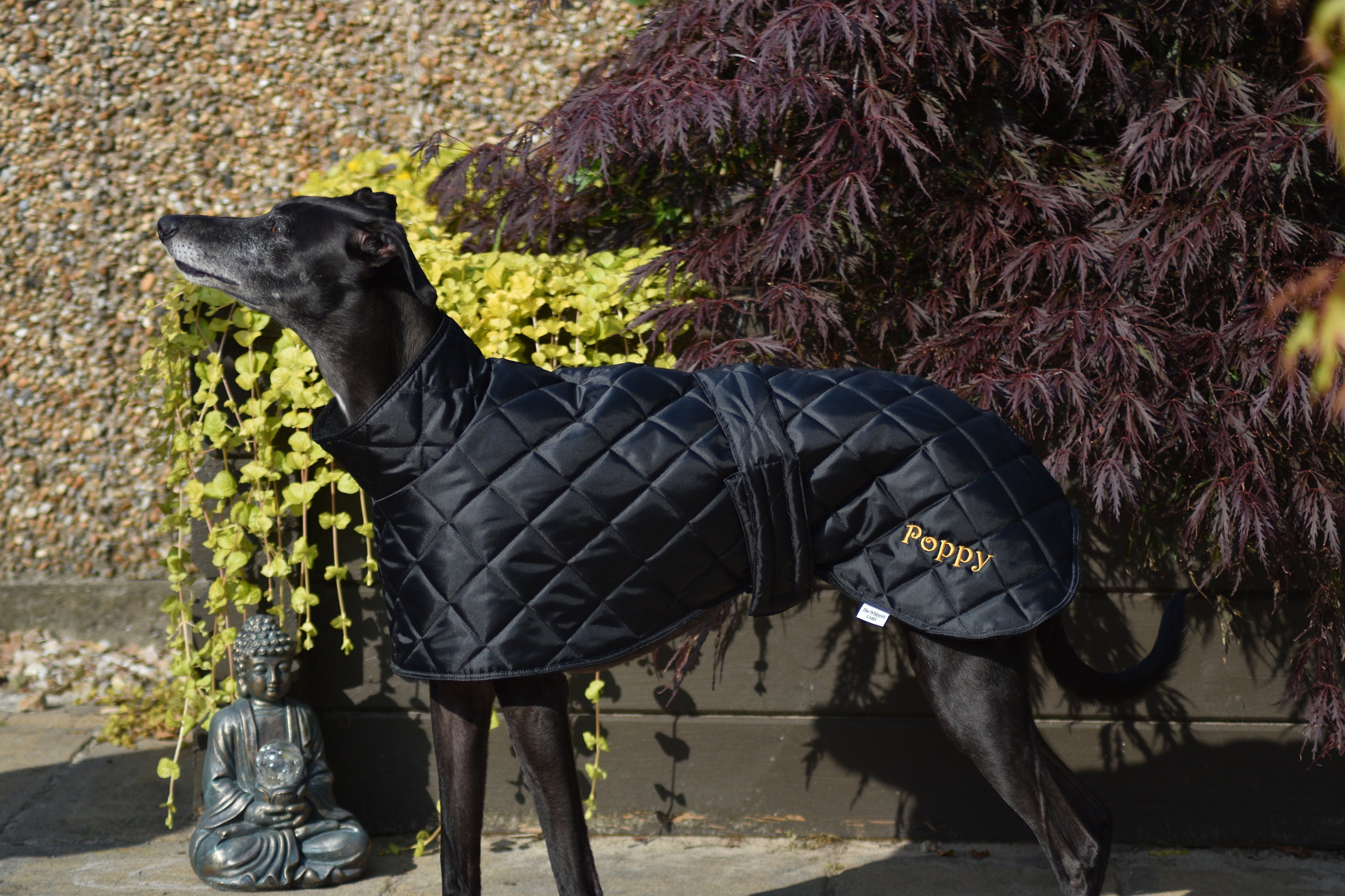 Barbour greyhound coat new arrivals