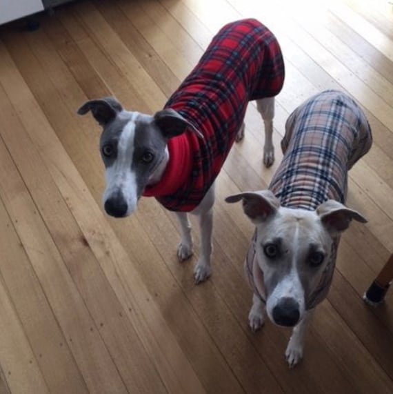 whippet fleece