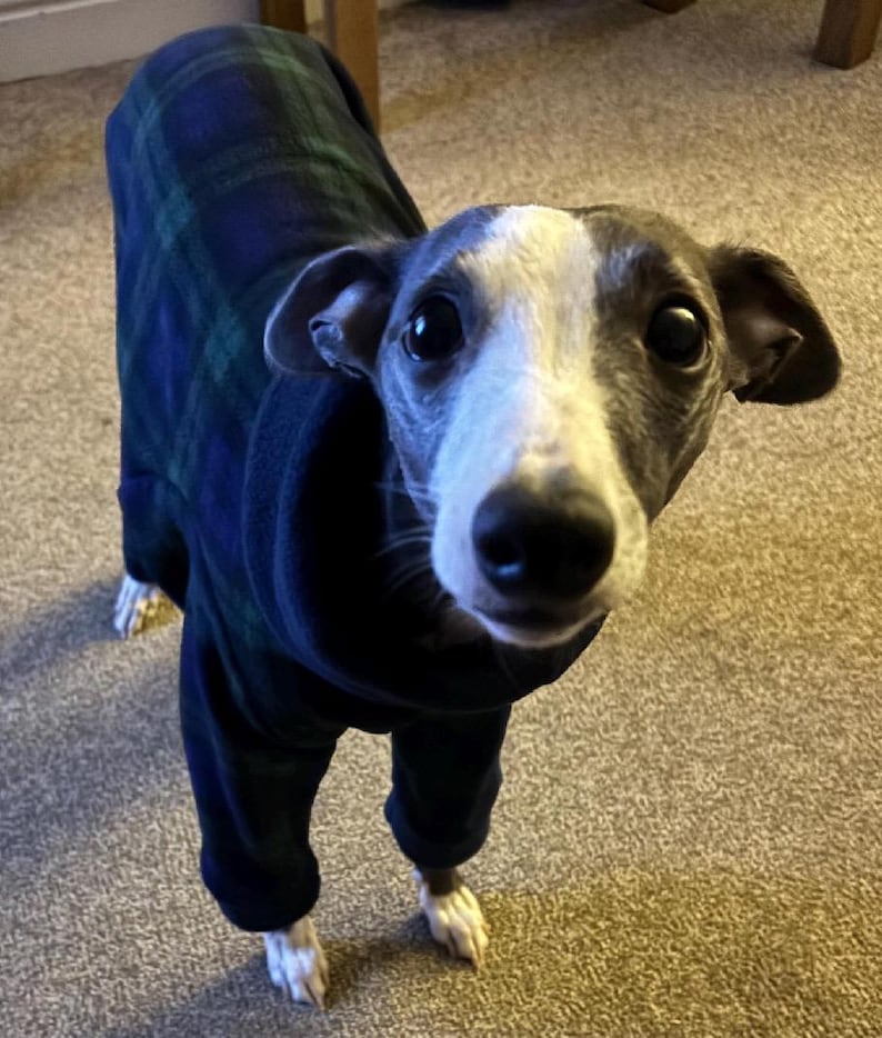 Whippet & Greyhound Fleece Pyjamas – 4 Leg Pyjama for Whippet Dogs - Etsy