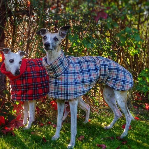 Whippet and greyhound all fleece winter coats