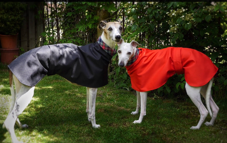 Imperméables d'été doublés de coton Whippet et Greyhound. image 3