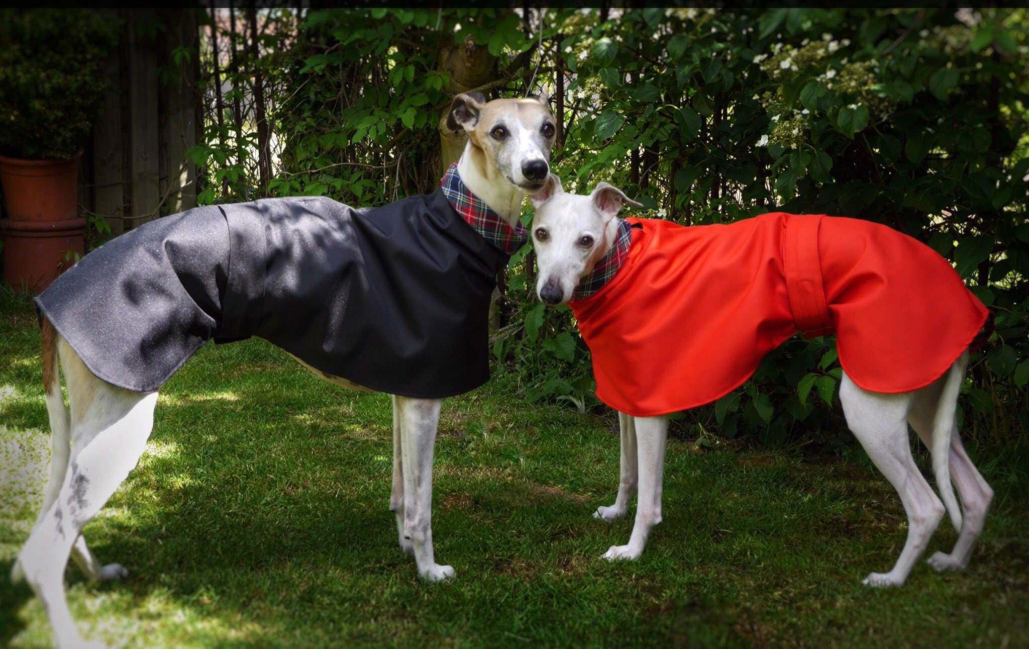 whippet raincoat