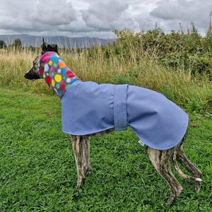Waterproof whippet coats - sighthound rain jacket for greyhounds and Italian greyhound.
