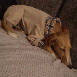 Greyhound Pyjamas, Greyhound Clothing, Greyhound Fleece Pjs, Dog Pyjamas, Whippet Clothing, whippet pyjamas , image 7