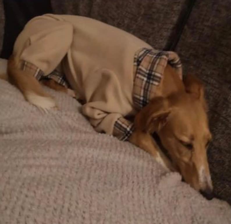 Greyhound Pyjamas, Greyhound Clothing, Greyhound Fleece Pjs, Dog Pyjamas, Whippet Clothing, whippet pyjamas , image 7