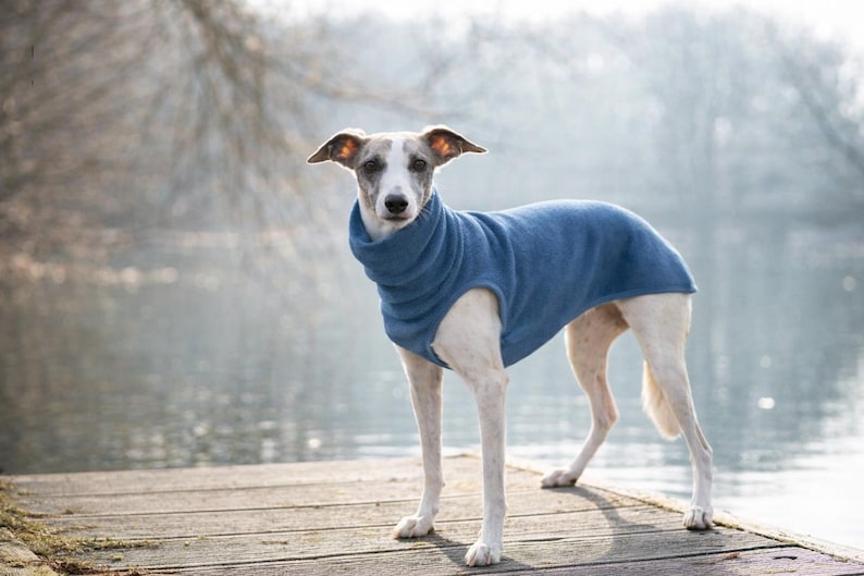 May include: A slender, light-colored dog wearing a blue fleece sweater stands on a wooden dock. The dog has a white and gray face and is looking directly at the camera. The background is a blurred view of a body of water and trees.