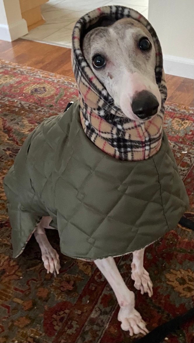 saluki coat